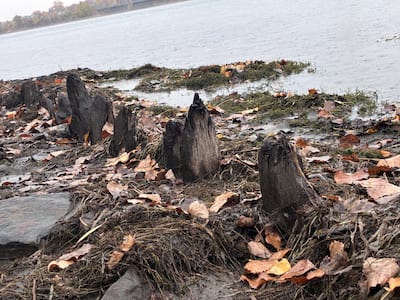 Boucherville adalarının kıyılarında görülen