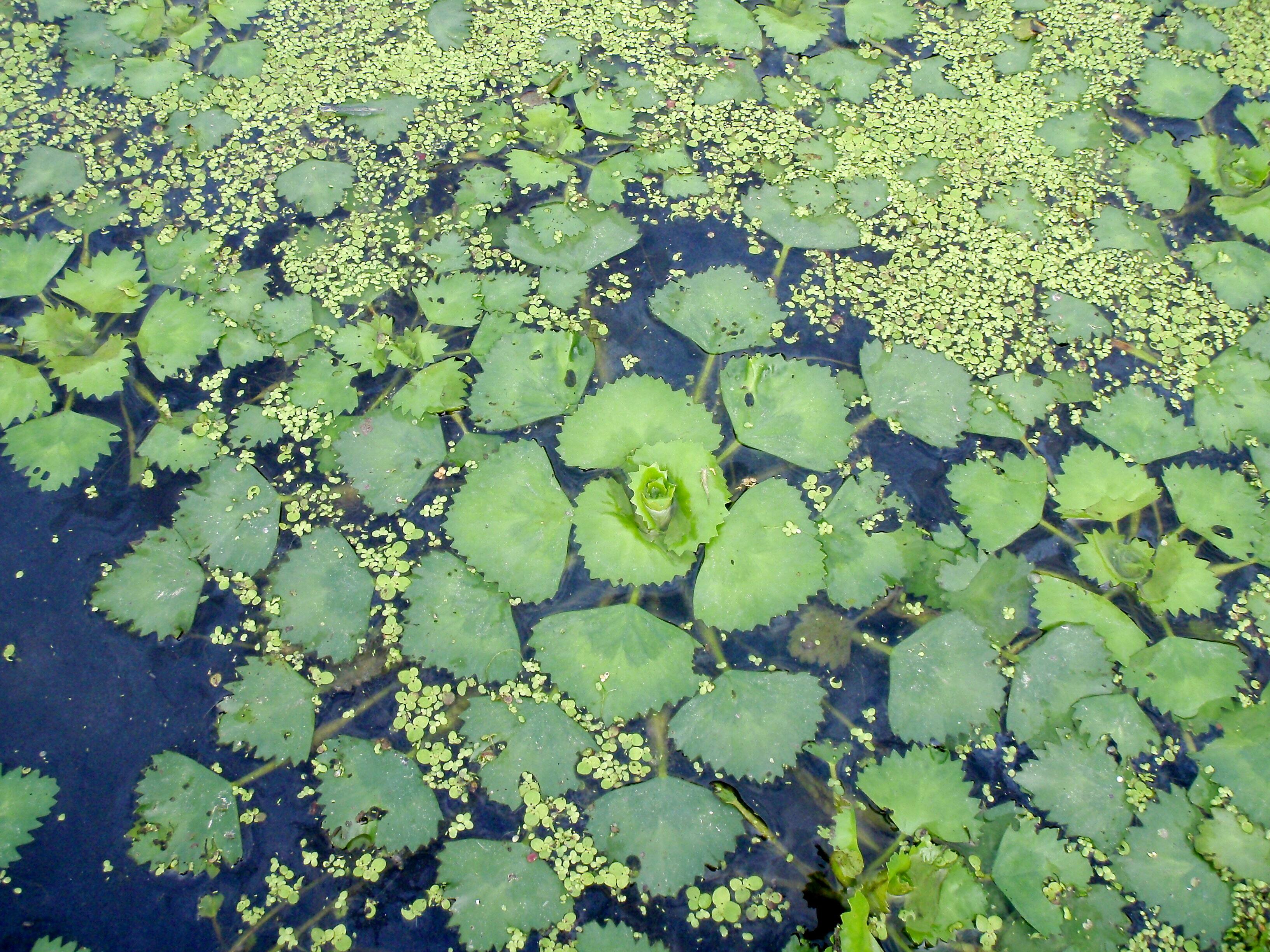 15490_02998908586306-76dc-4441-a13f-cd987c01b43d_ORIGINAL.jpg?impolicy=crop-resize&x=0&y=0&w=3264&h=2448&width=400