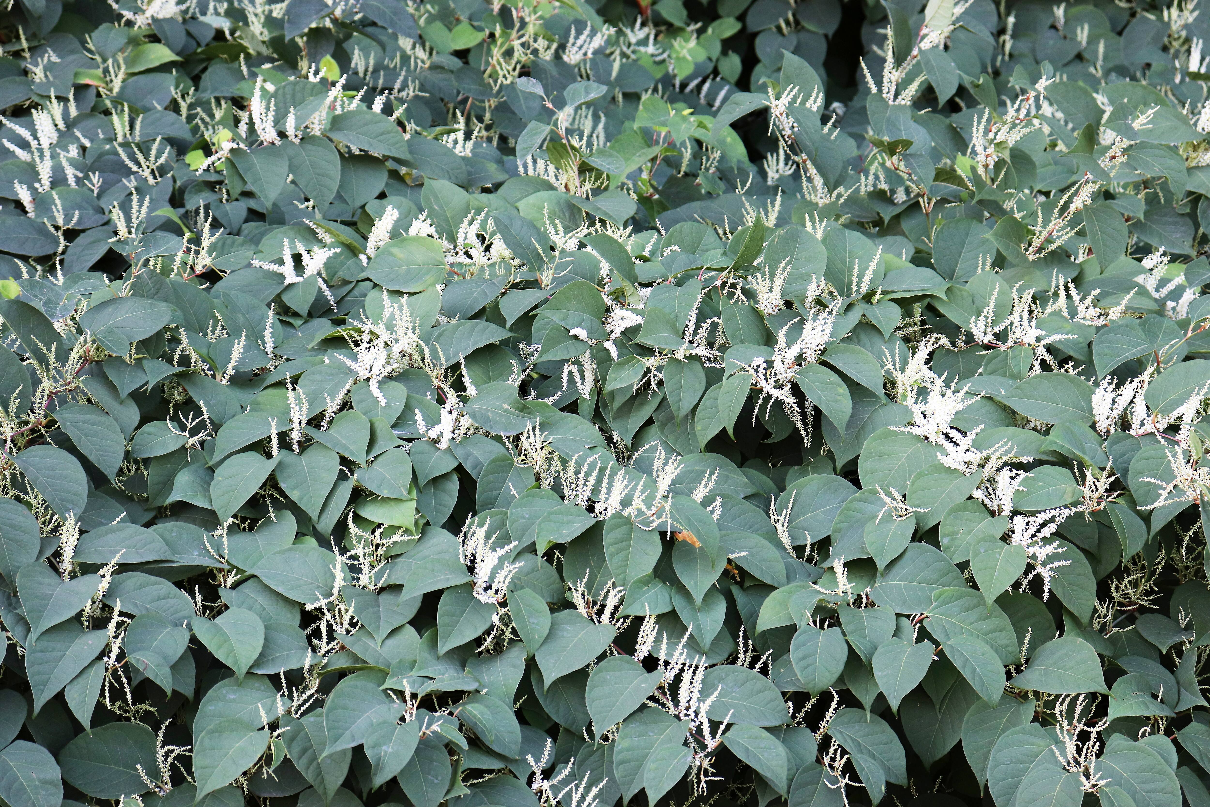 15498_029991cac8a0e7-1127-4928-917a-e17b8a1a16de_ORIGINAL.jpg?impolicy=crop-resize&x=0&y=0&w=6000&h=4000&width=400