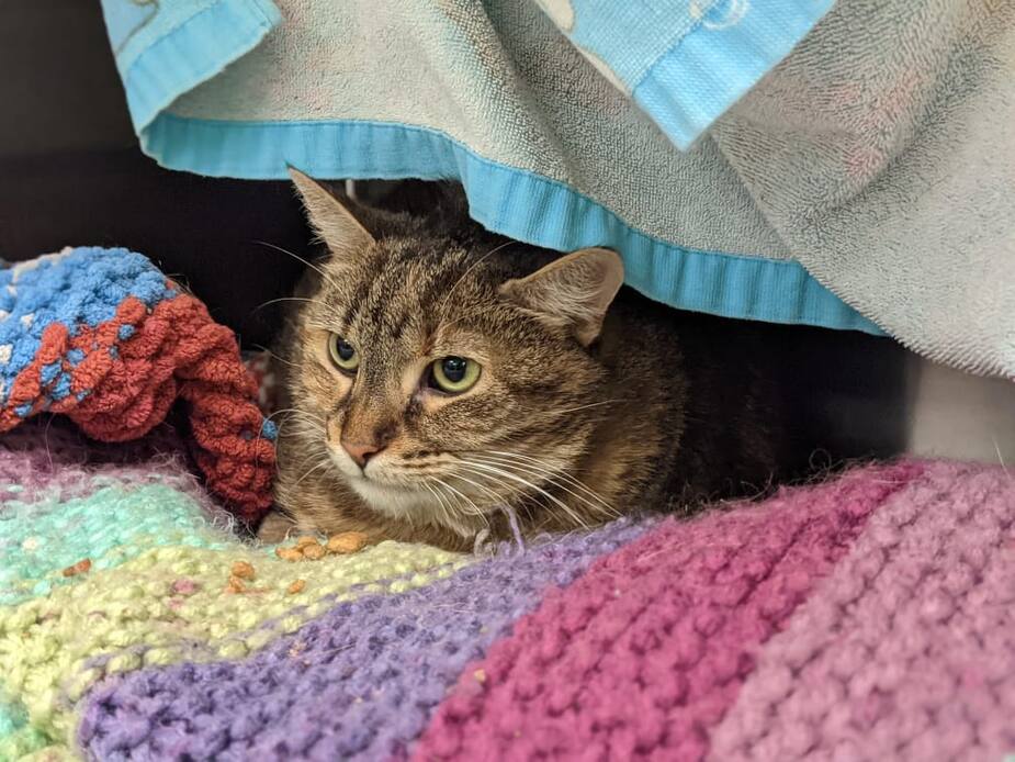 Image principale de l'article SPCA : Mimine 2 cherche une maison de retraite