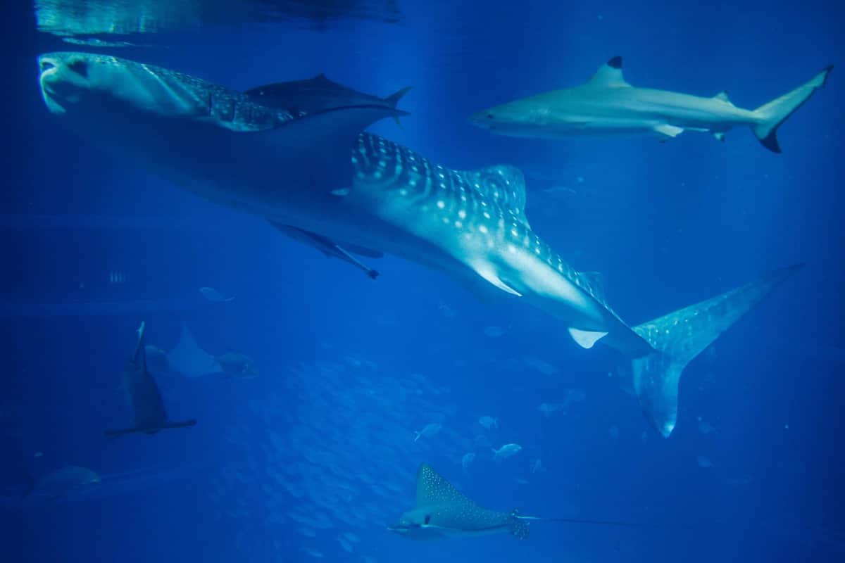 Collisions entre navires et baleines: Oceana Canada demande &agrave; Ottawa d&rsquo;en faire plus