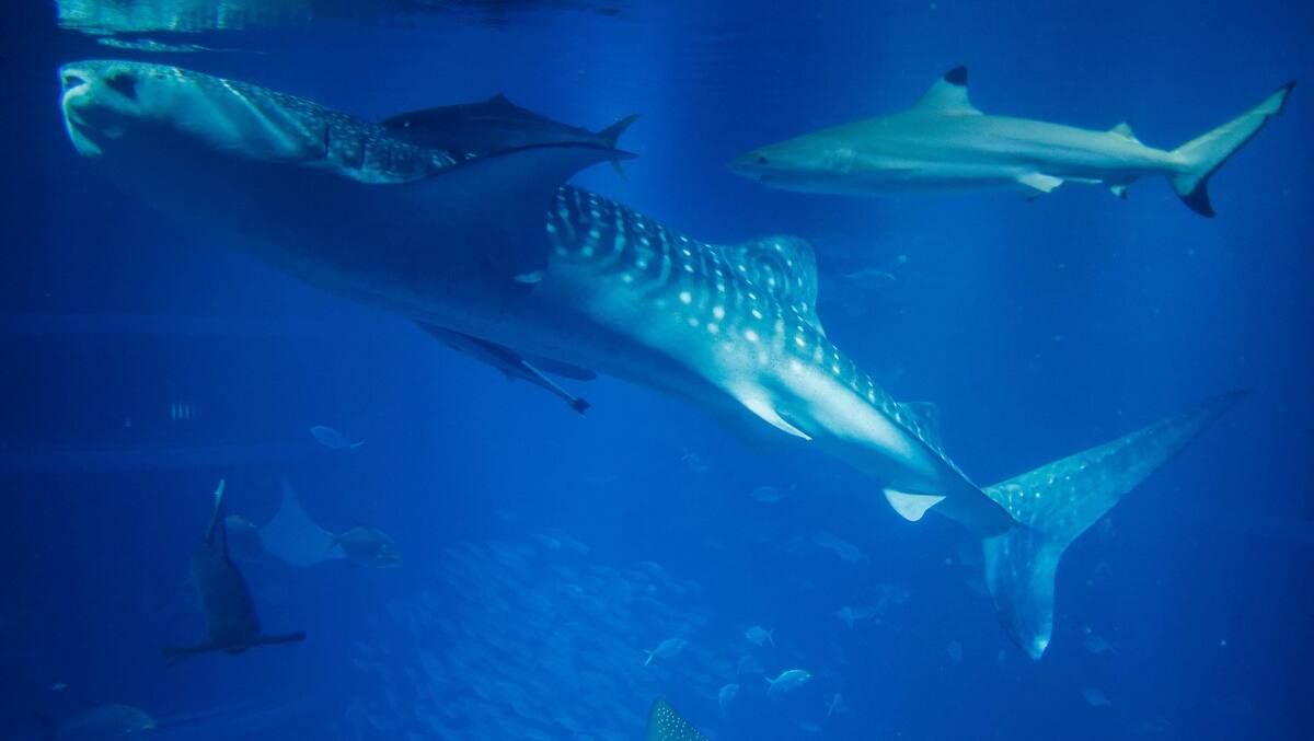 Collisions entre navires et baleines: Oceana Canada demande à Ottawa d’en faire plus