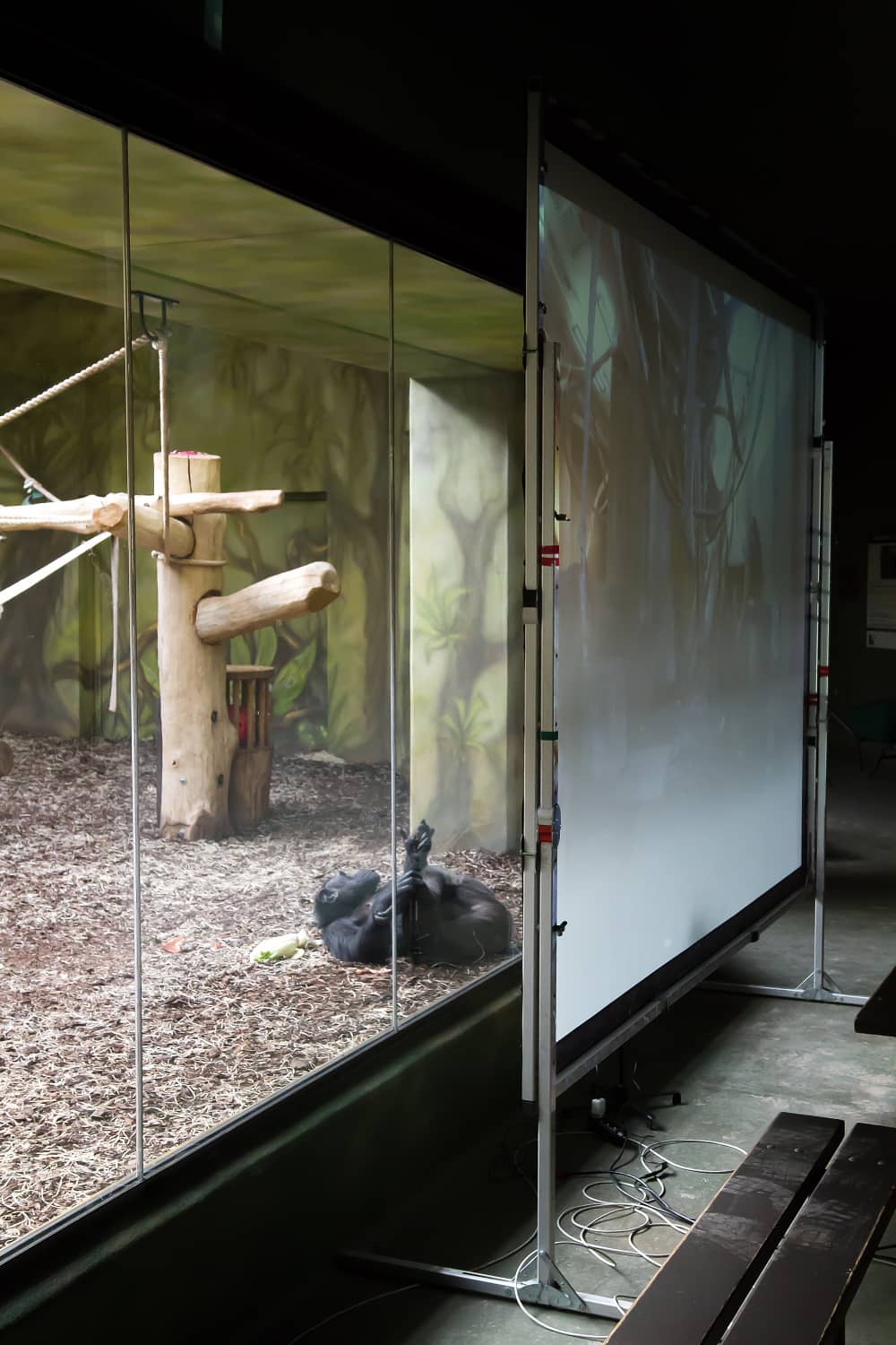 Les chimpanzés en vidéoconférences entre eux