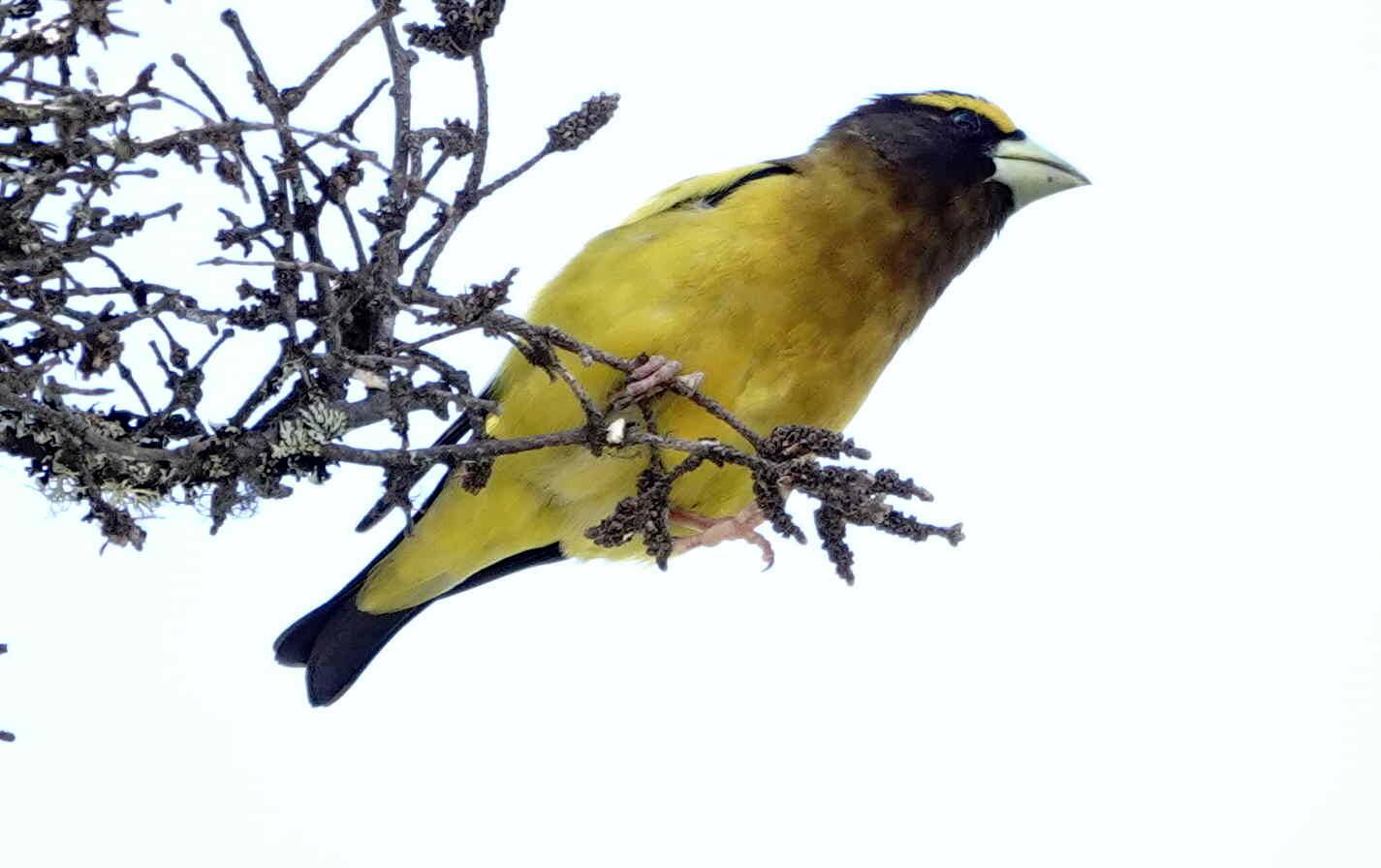 Il y a un fort déclin des oiseaux au Québec | JDM