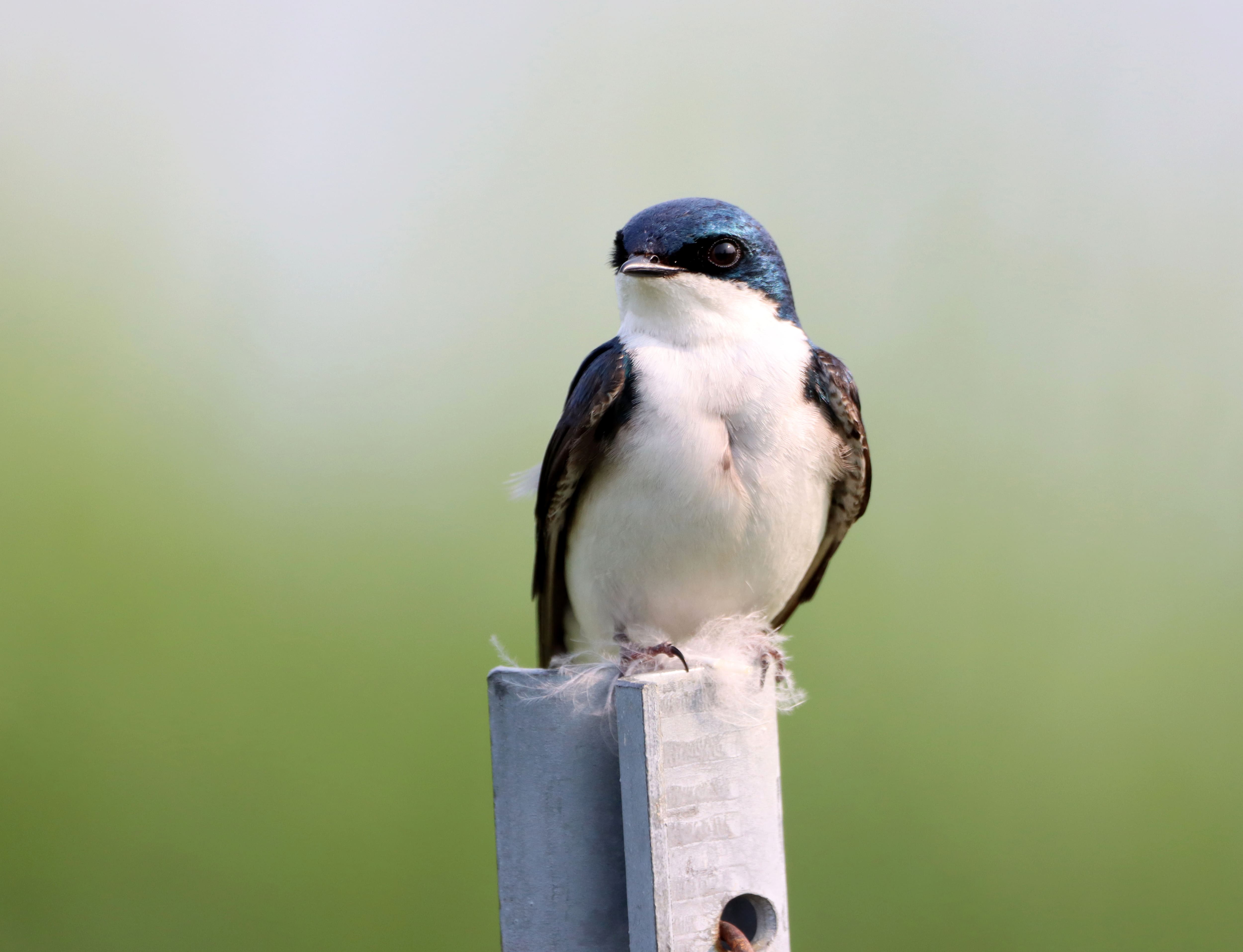 [PHOTOS] Voici 16 espèces d’oiseaux qui ont vu leur population chuter au Québec
