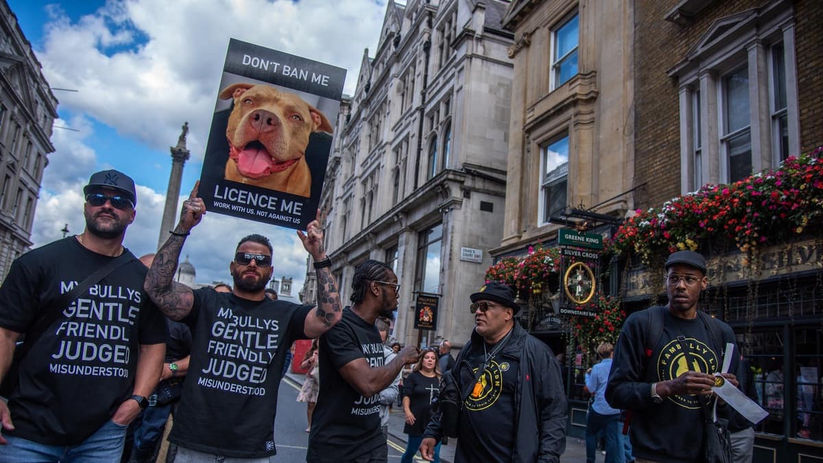 Les chiens American Bully XL interdits en Irlande après plusieurs attaques