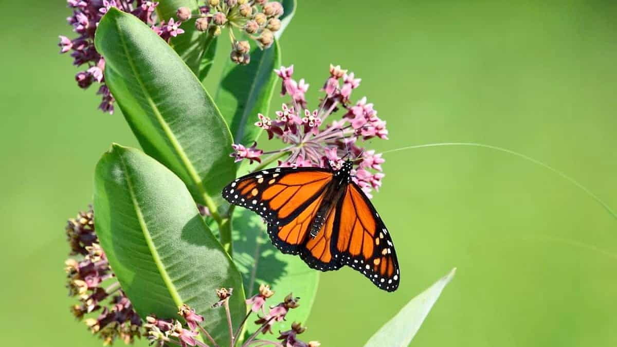 Ce populaire papillon fait maintenant partie des espèces en voie de disparition au Canada