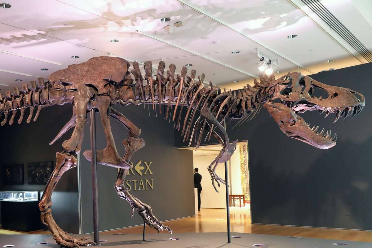 squelette de kentrosaure