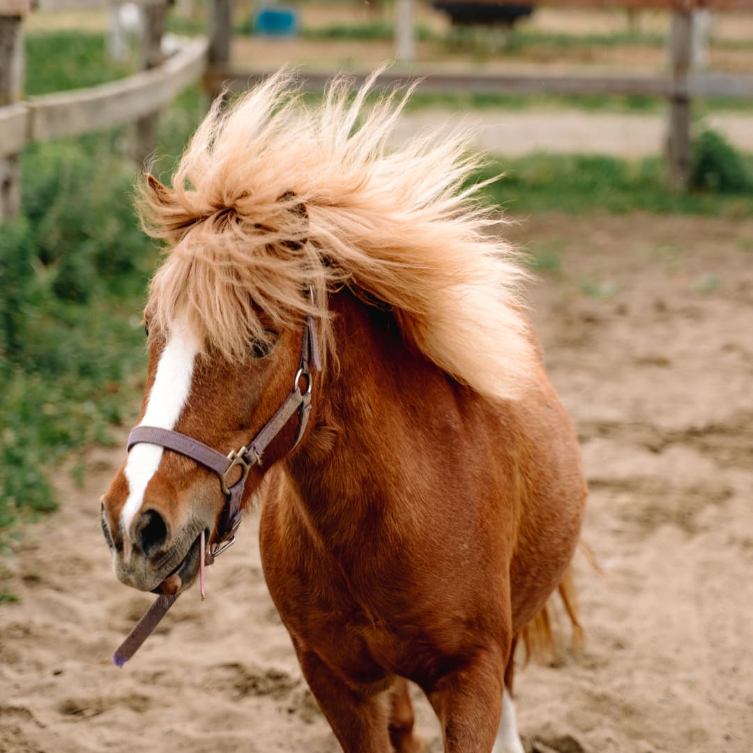 Trois chevaux rescapés cherchent familles aimantes
