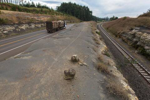 Brasil: Descubrimiento de fósiles de un bosque de 290 millones de años