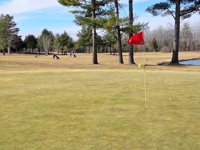 Golf internacional 2000