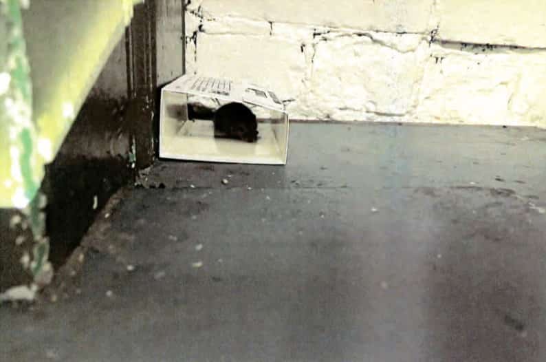 Une souris vivante était prise dans un piège collant lors du passage des inspecteurs en 2024.