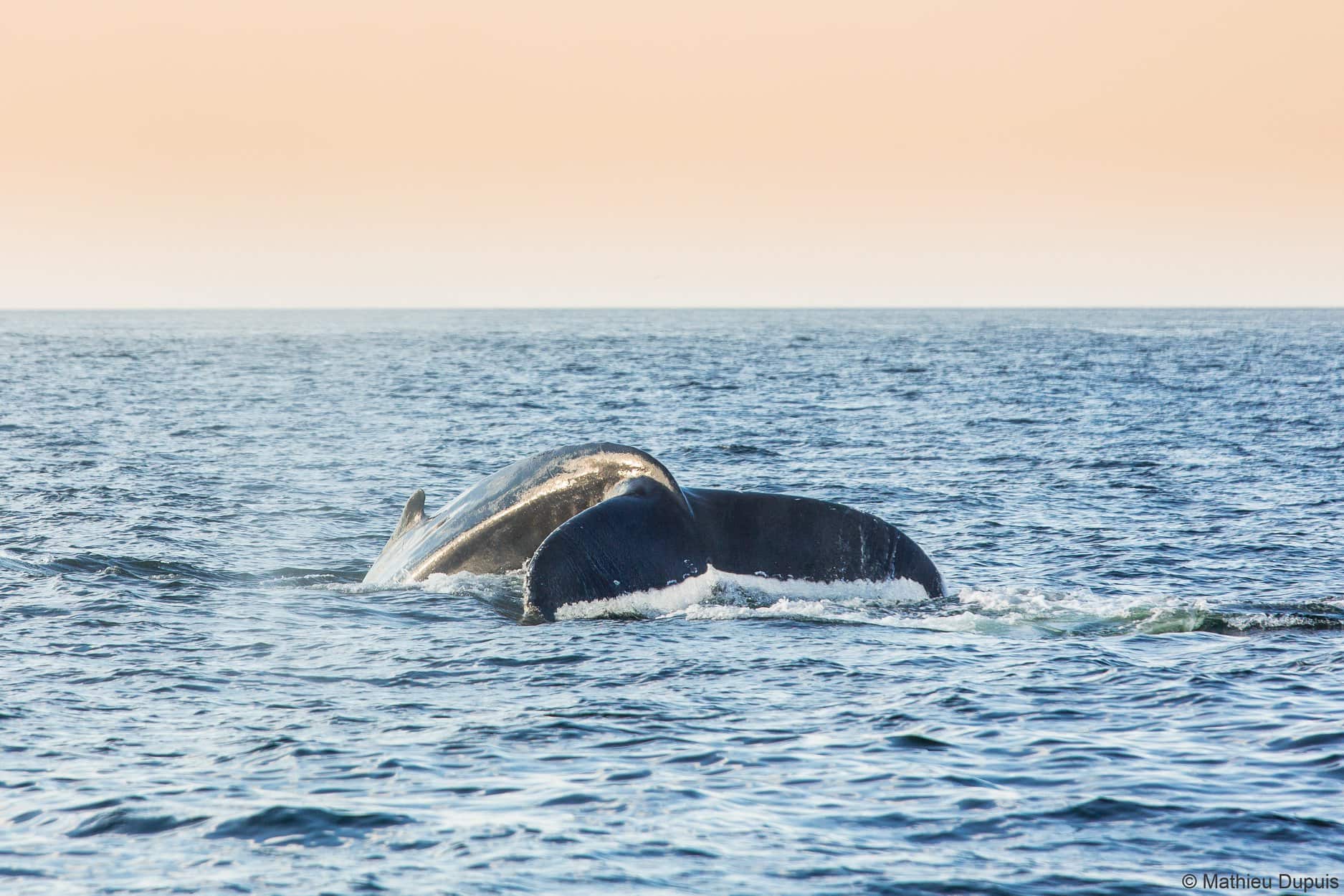 7 endroits où observer les baleines au Québec