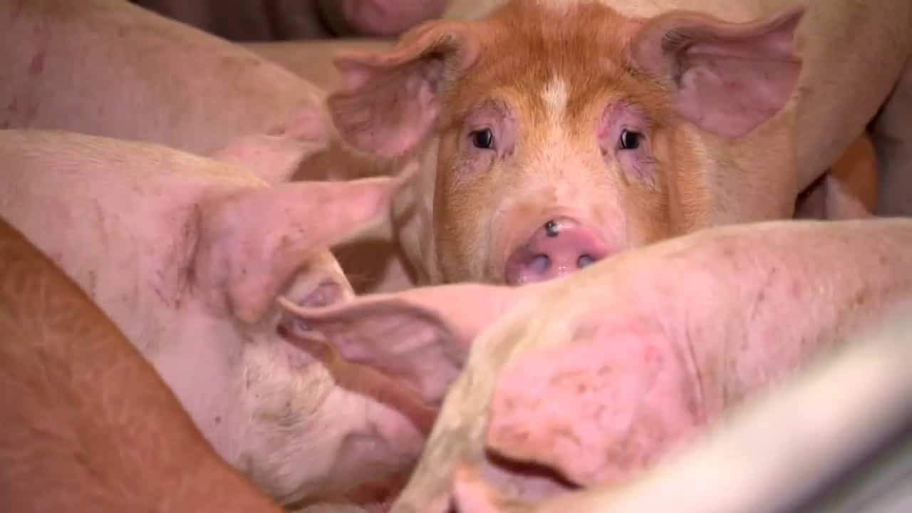 200 cochons meurent dans un violent incendie