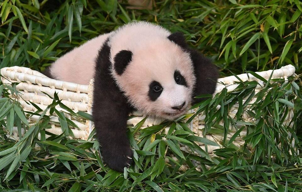 Une Video D Un Bebe Panda S Accrochant A La Jambe De Son Soigneur Devient Virale Jdm Une Video D Un Bebe Panda S Accrochant A La Jambe De Son Soigneur Devient Virale Jdm