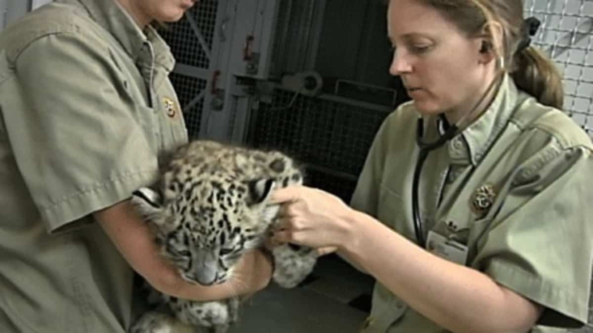 Zoo de Granby: 11 millions $ pour la protection des animaux | JDQ