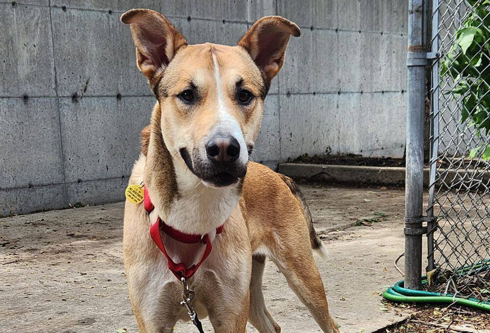 Zeus attend une famille depuis trop longtemps