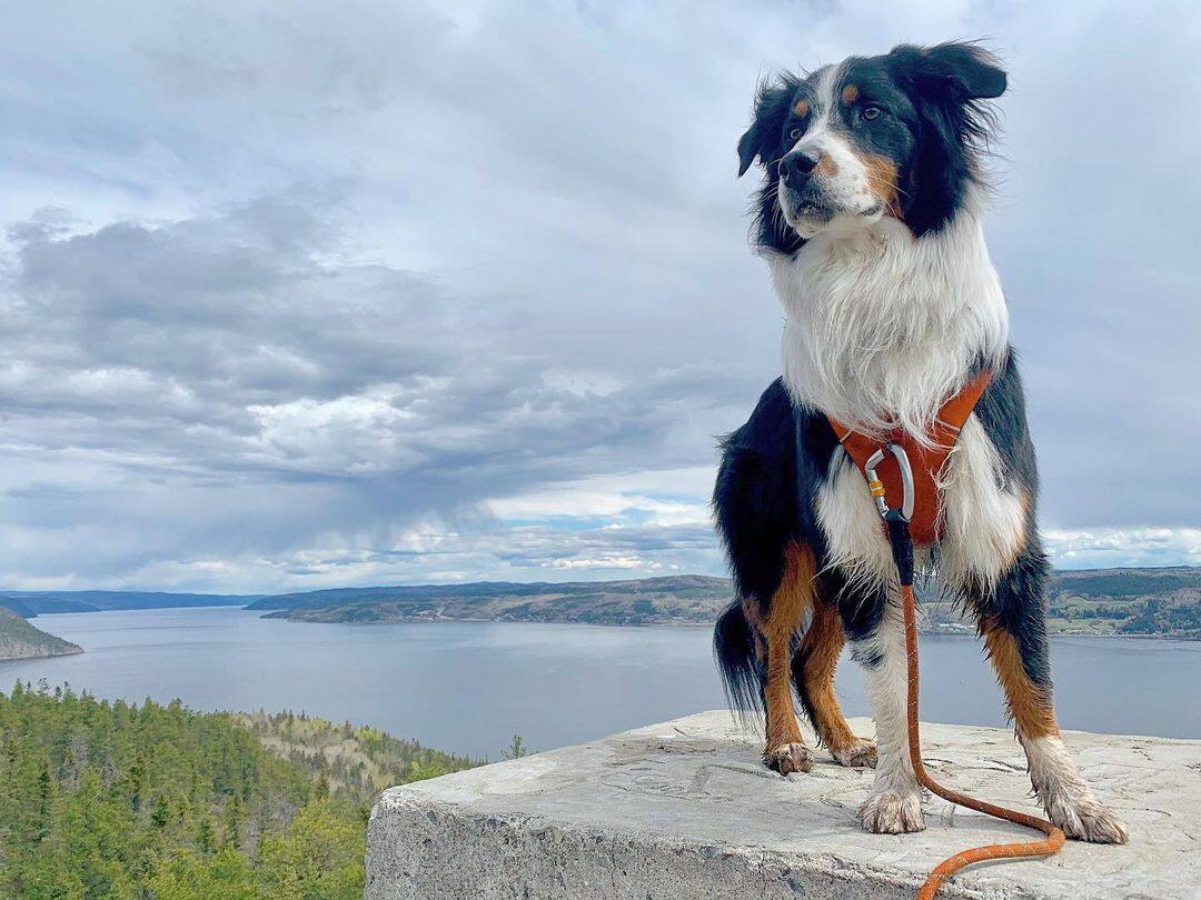 8 sentiers de rando où les chiens sont admis