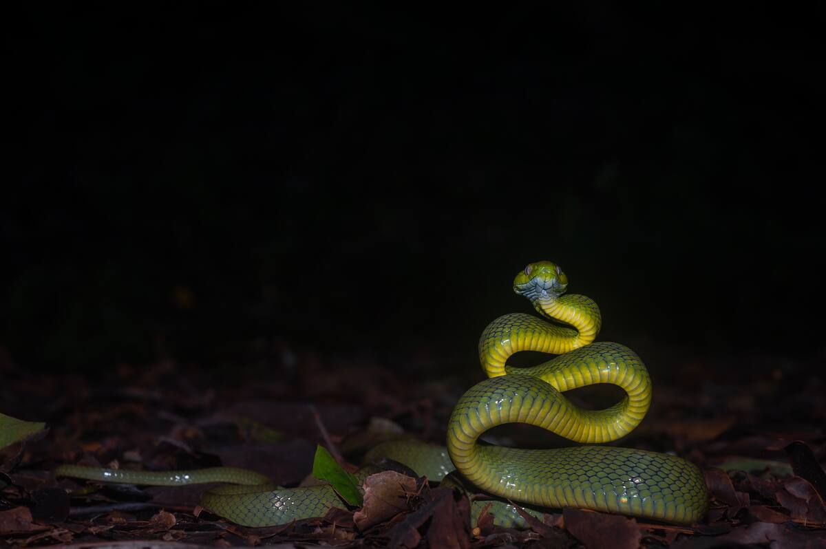 Mordu par un serpent, il le tue en le mordant &agrave; son tour &agrave; trois reprises
