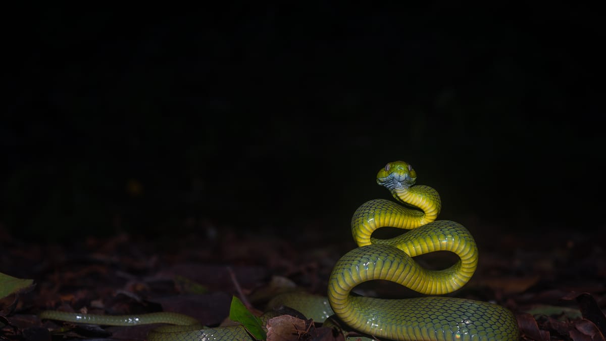Mordu par un serpent, il le tue en le mordant à son tour à trois reprises