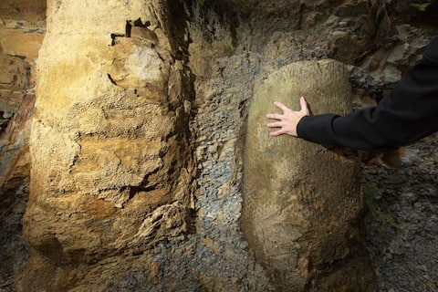 Brasil: Descubrimiento de fósiles de un bosque de 290 millones de años