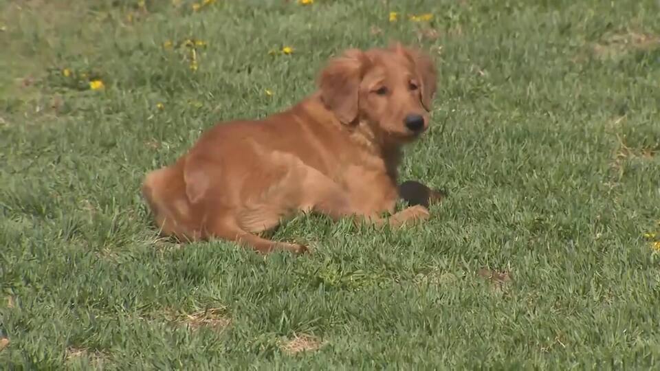 Confinement Hausse Importante De La Demande Pour Les Eleveurs De Chiens Jdq Confinement Hausse Importante De La Demande Pour Les Eleveurs De Chiens Jdq