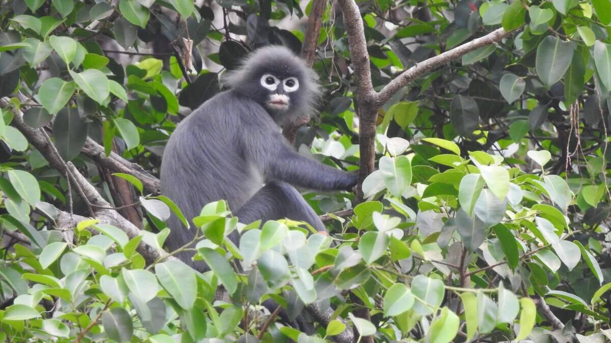 Protéger 30% de la planète n'est que le début pour sauver la nature