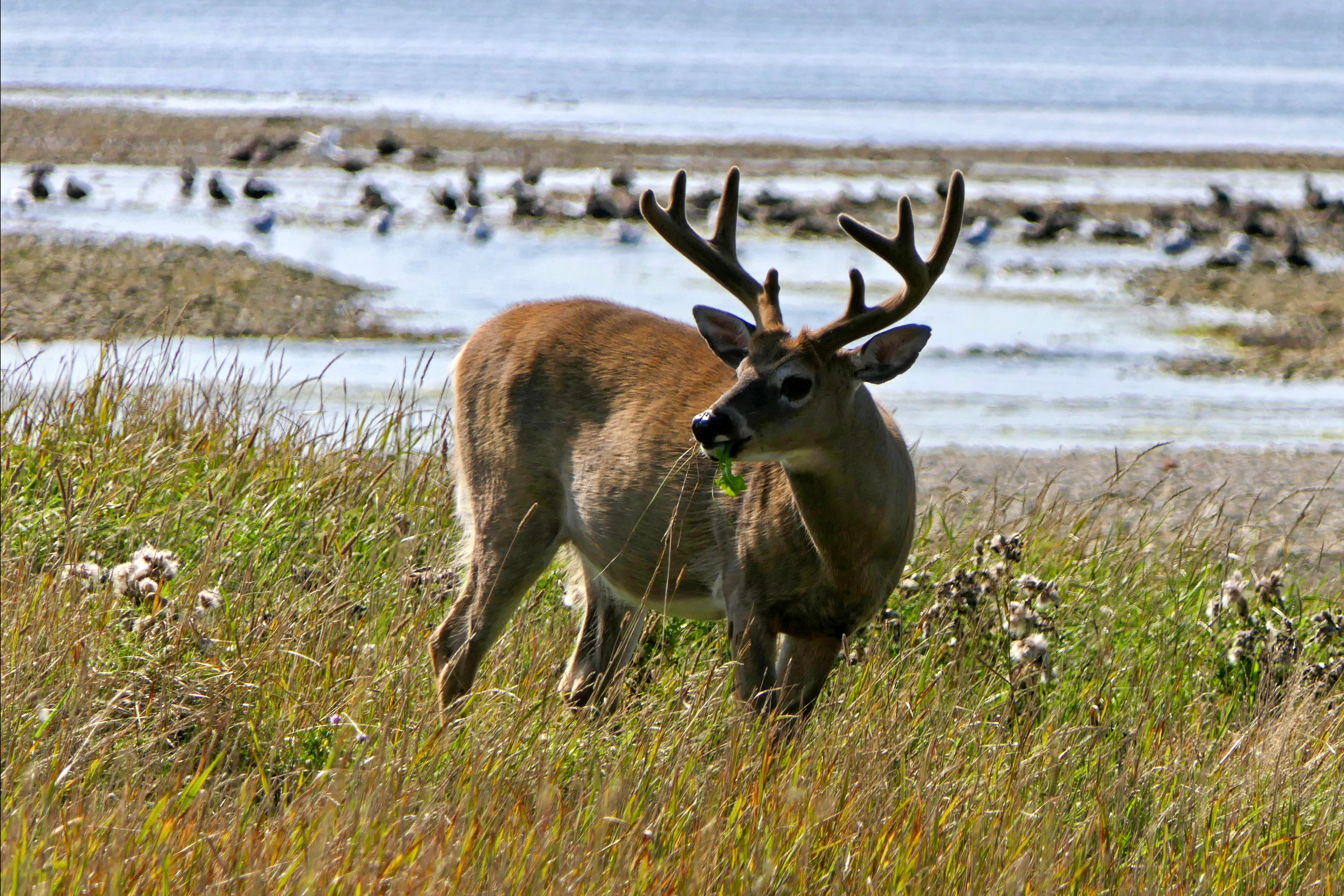 Des milliers de chevreuils d&rsquo;Anticosti n&rsquo;ont pas surv&eacute;cu &agrave; l&rsquo;hiver