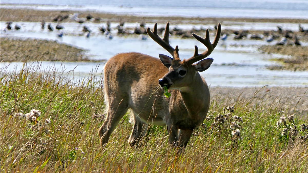 Des milliers de chevreuils d’Anticosti n’ont pas survécu à l’hiver