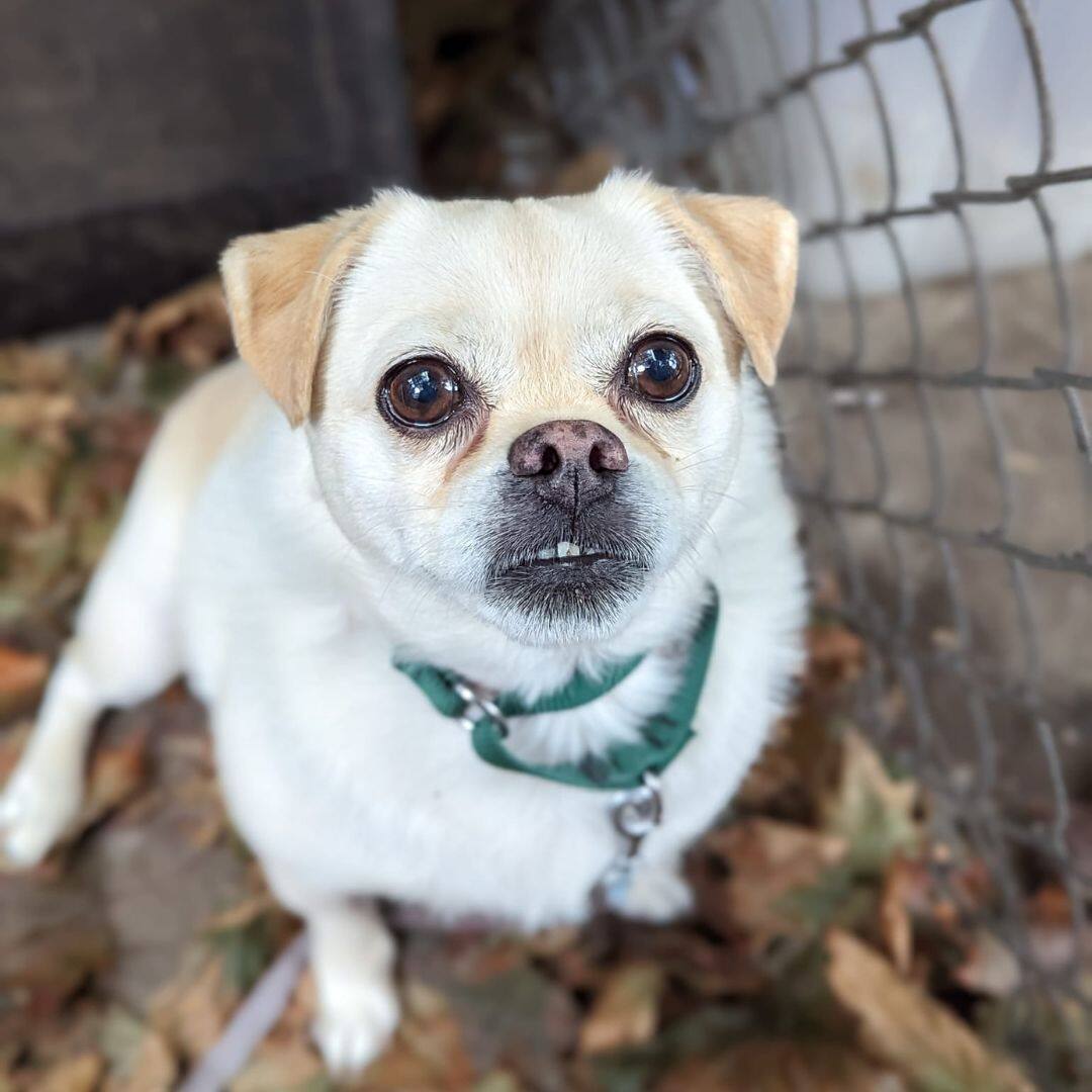 Méo, ce chien qui fait sourire à la SPCA