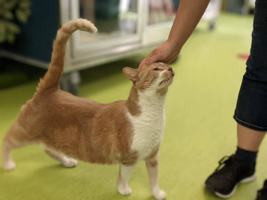 Image principale de l'article SPCA : Jackson se cherche une nouvelle famille