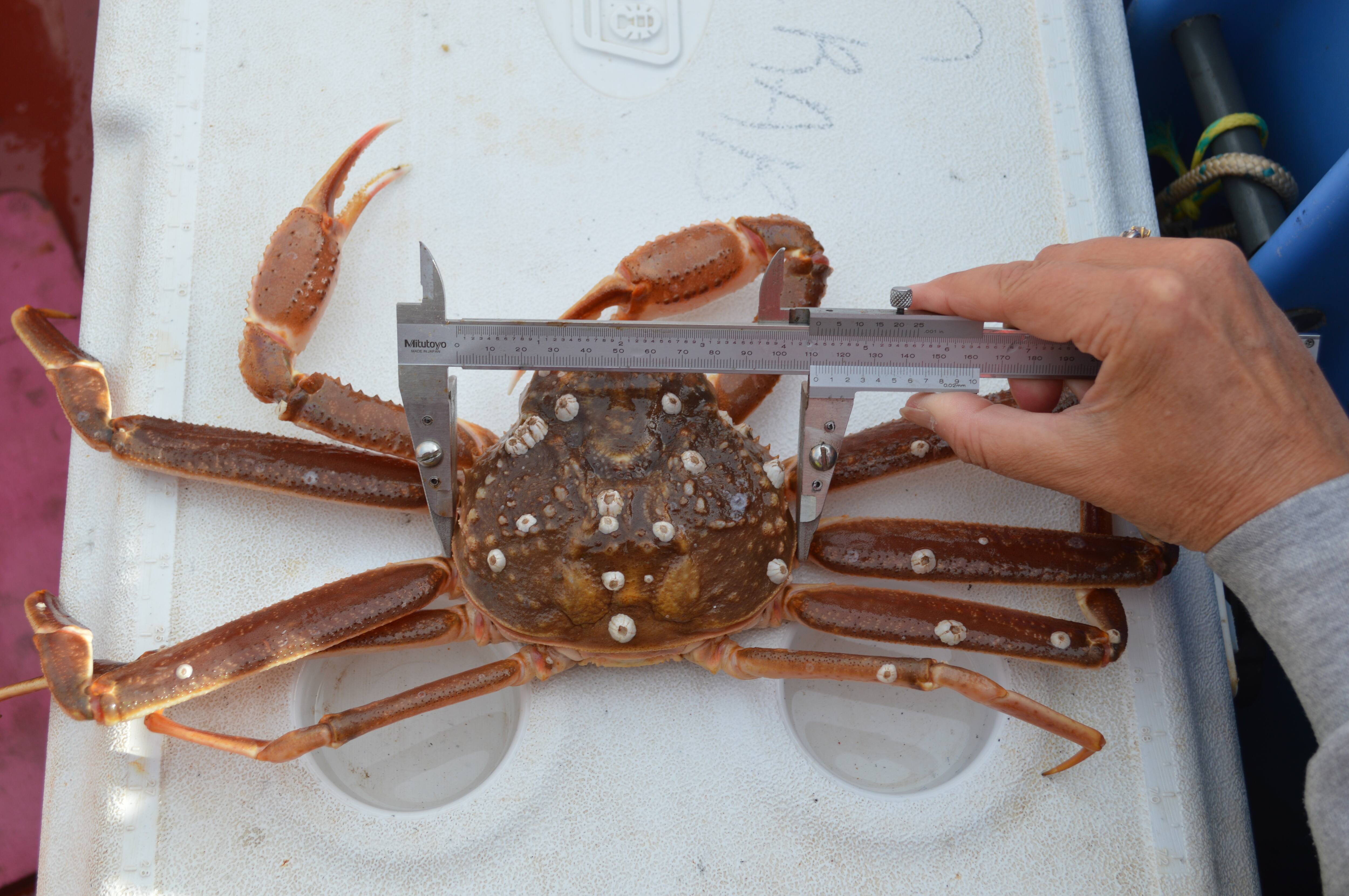 Saison remarquable en vue pour les crabiers du Golfe