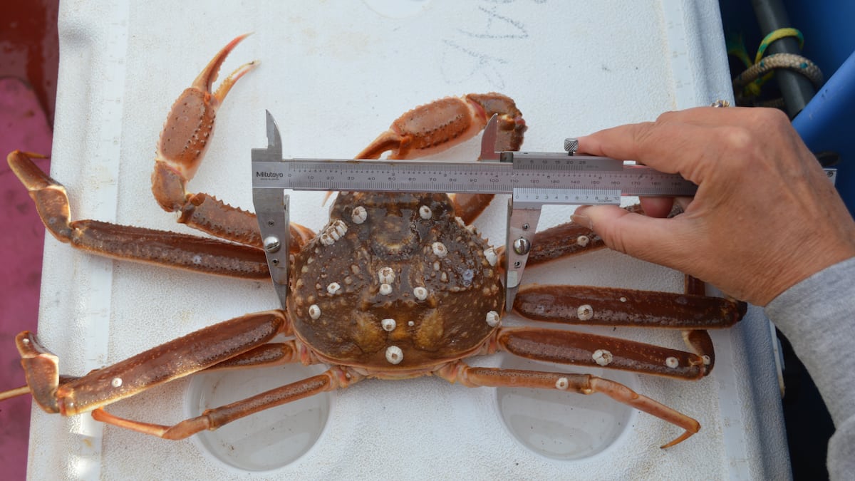 Saison remarquable en vue pour les crabiers du Golfe