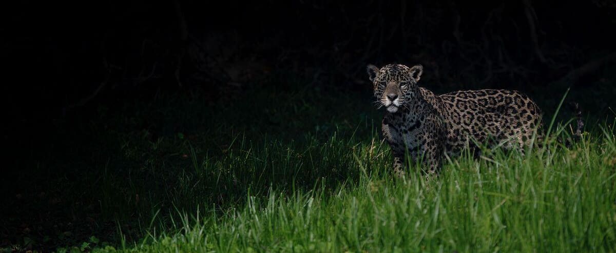 L’Amazonie vacille près du point de non-retour