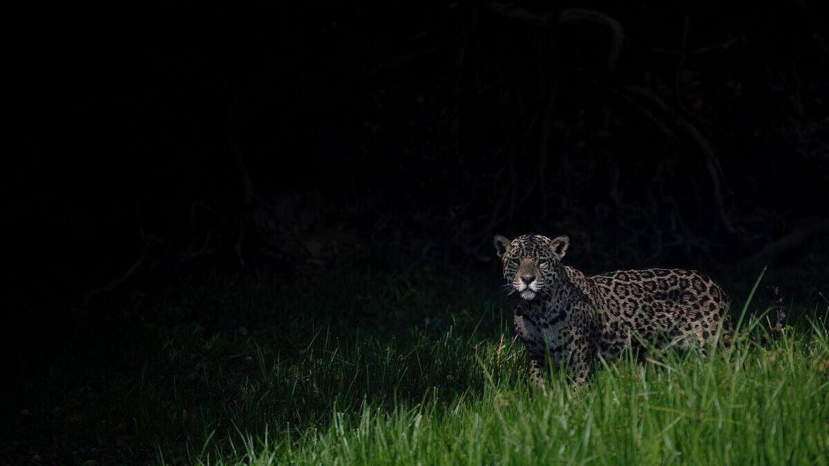 L’Amazonie près du point de non-retour