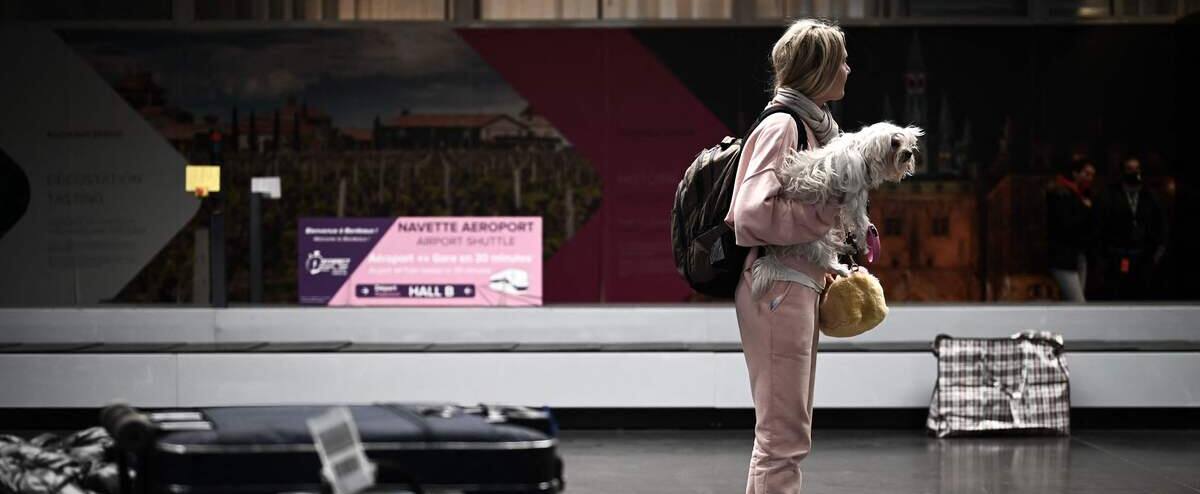 Une compagnie aérienne accueille des animaux en cabine