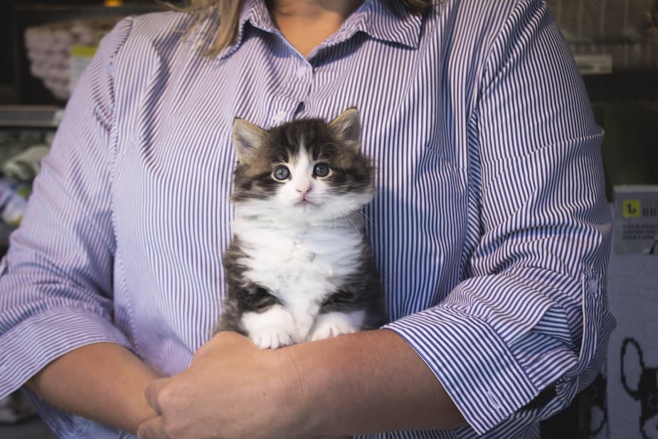Image principale de l'article Chaton orphelin cherche famille pour la vie