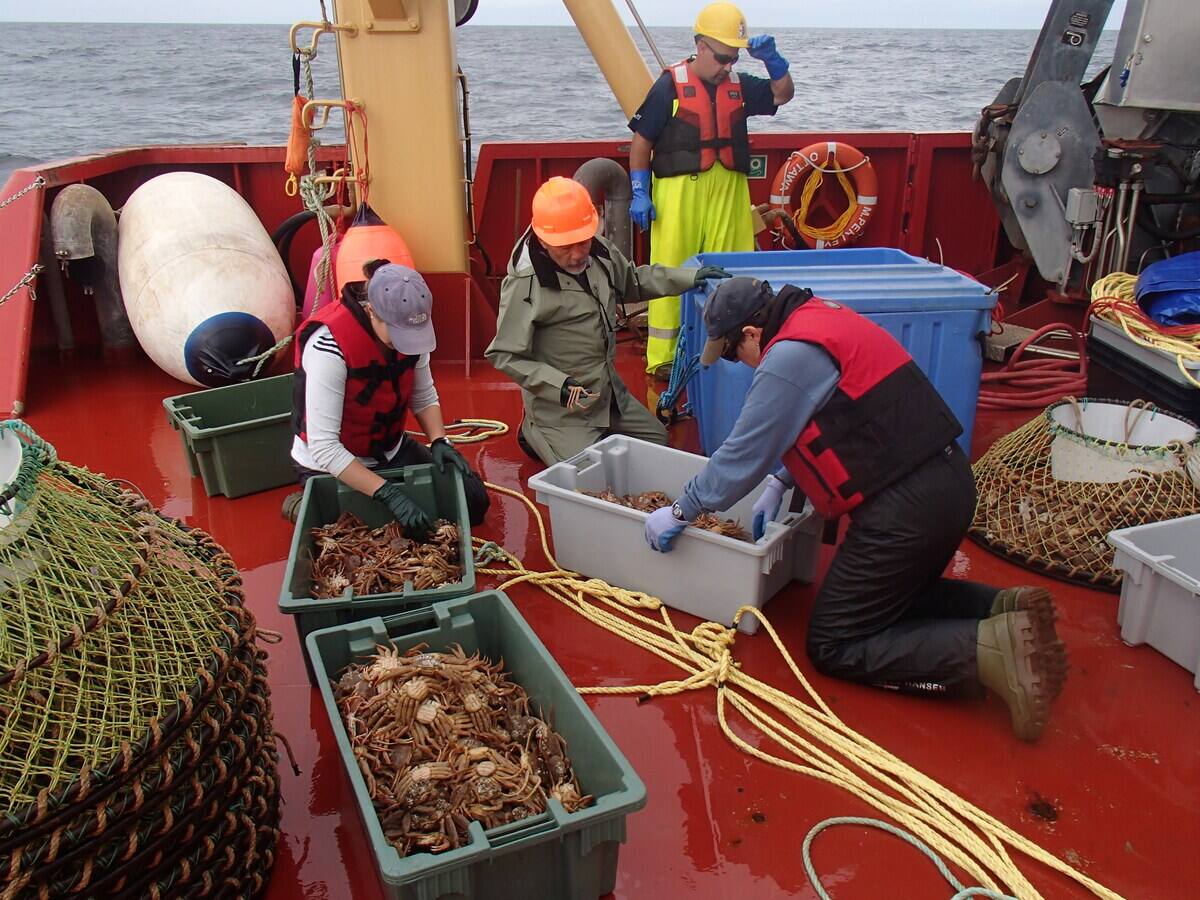 Pressions politiques pour une ouverture h&acirc;tive de la p&ecirc;che au crabe du Golfe