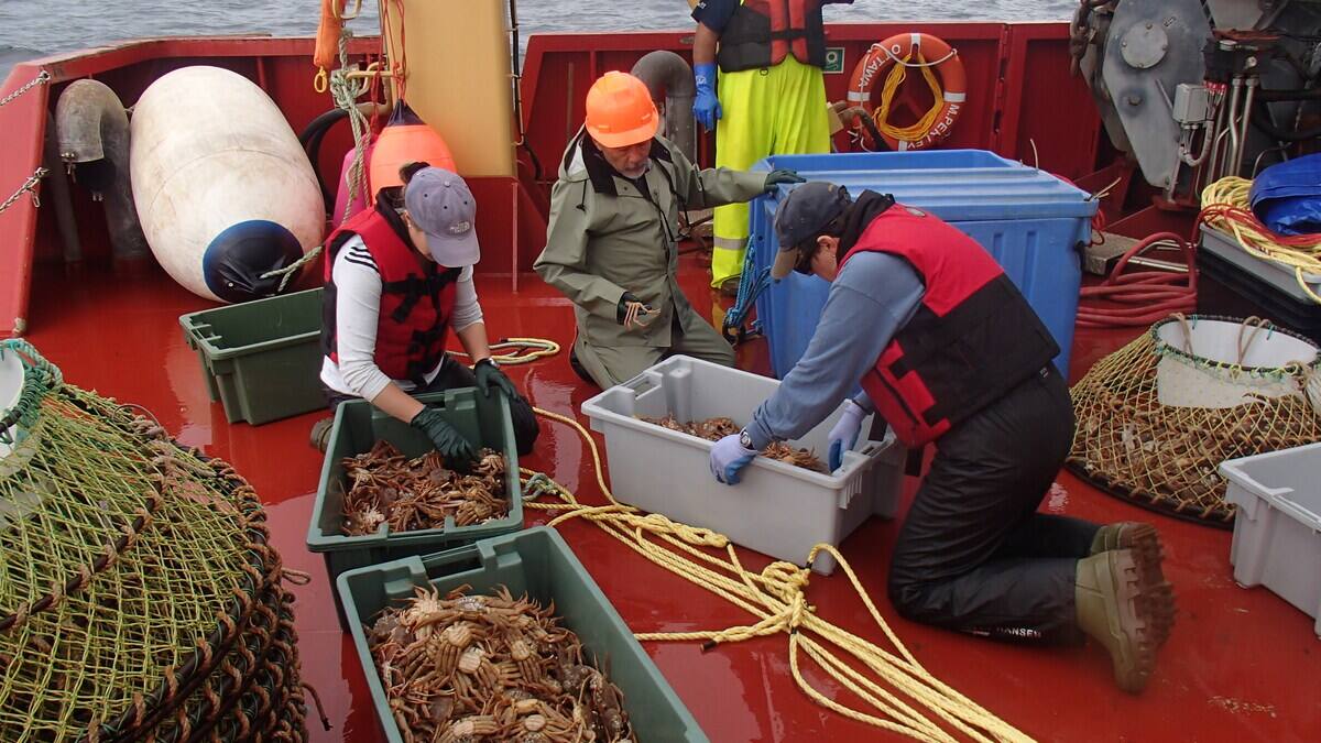 Pressions politiques pour une ouverture hâtive de la pêche au crabe du Golfe