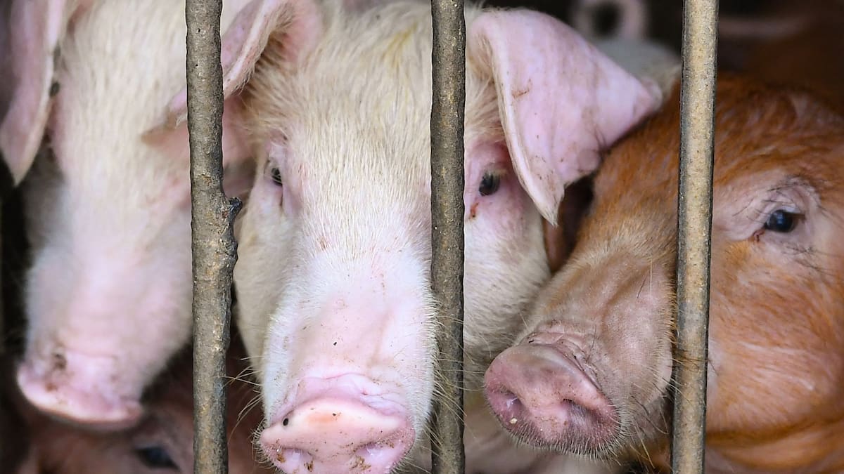 Des scientifiques font revivre des cellules et des organes de porcs morts