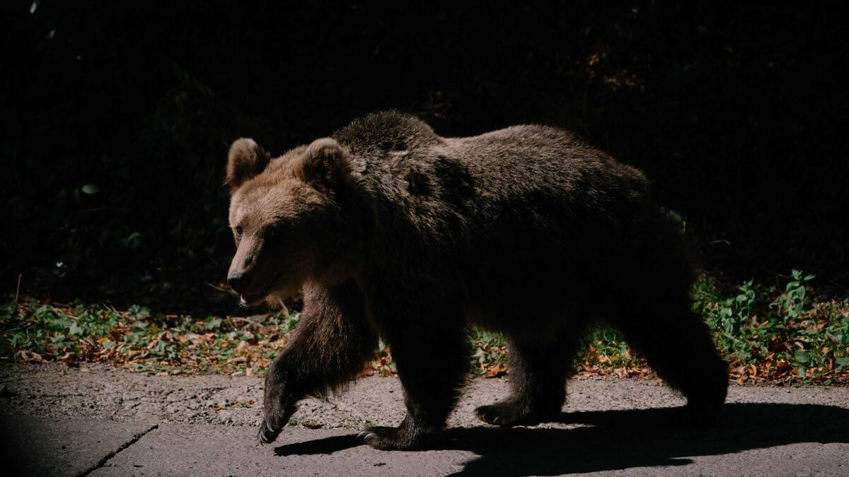 Une touriste attaquée par un ours qu’elle a voulu prendre en photo
