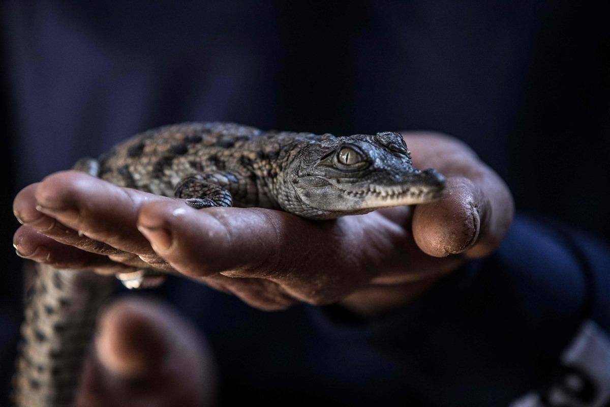 Les crocodiles du Nil, animaux de compagnie des Nubiens d