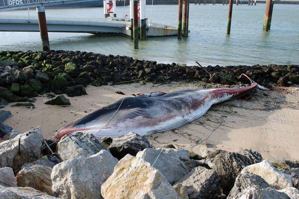 EN IMAGES | Une baleine de 19 m&egrave;tres s'&eacute;choue sur une plage