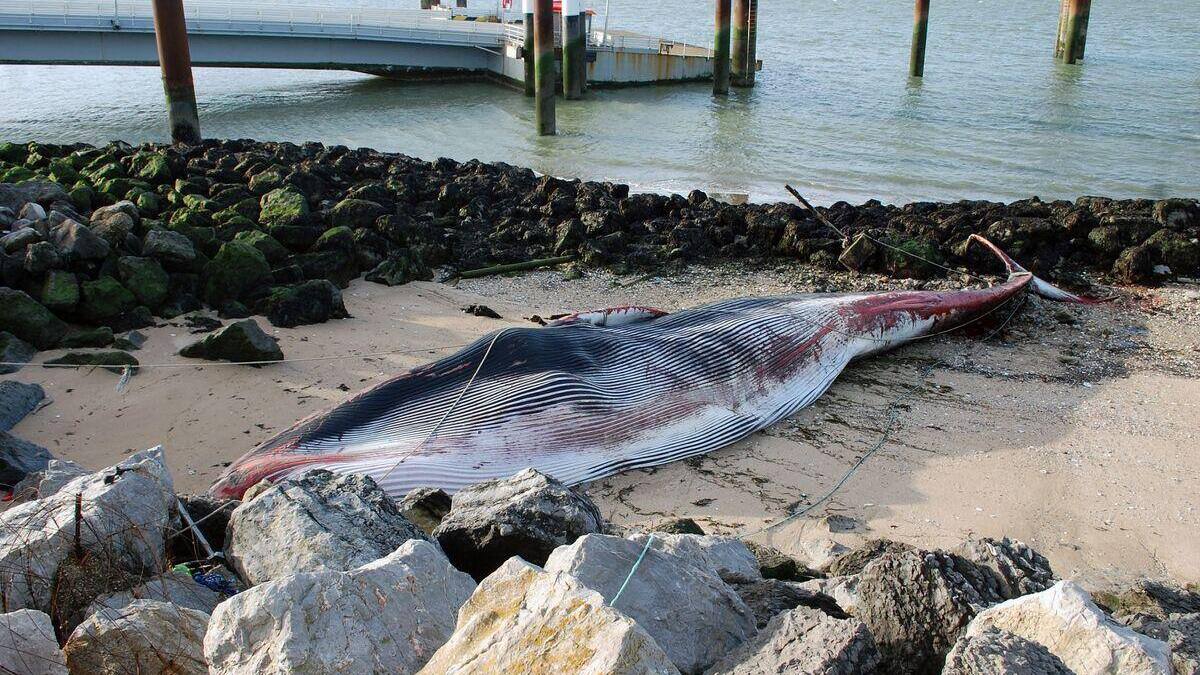 EN IMAGES | Une baleine de 19 mètres s'échoue sur une plage
