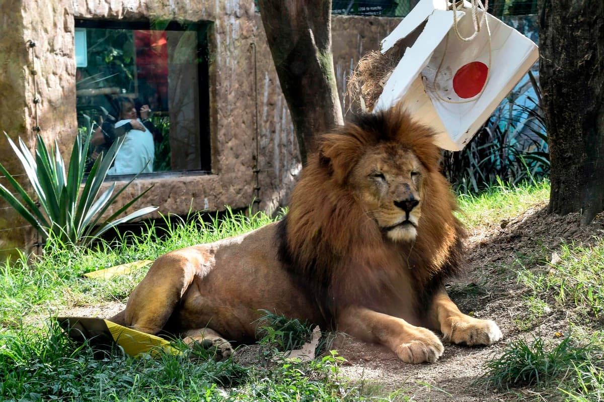 Lion mangeant des humains en Afrique