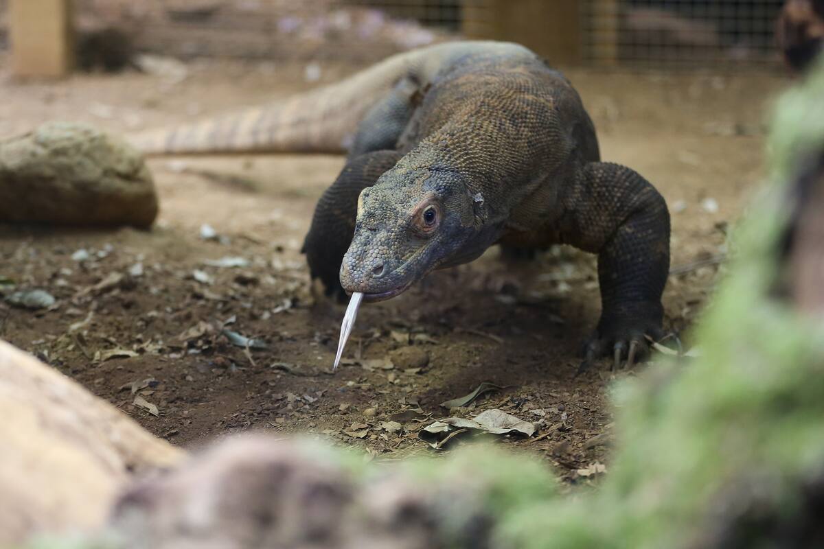 Pour mieux tuer leurs proies, les dragons de Komodo ont du fer sur les dents