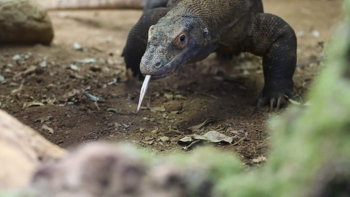 Pour mieux tuer leurs proies, les dragons de Komodo ont du fer sur les dents