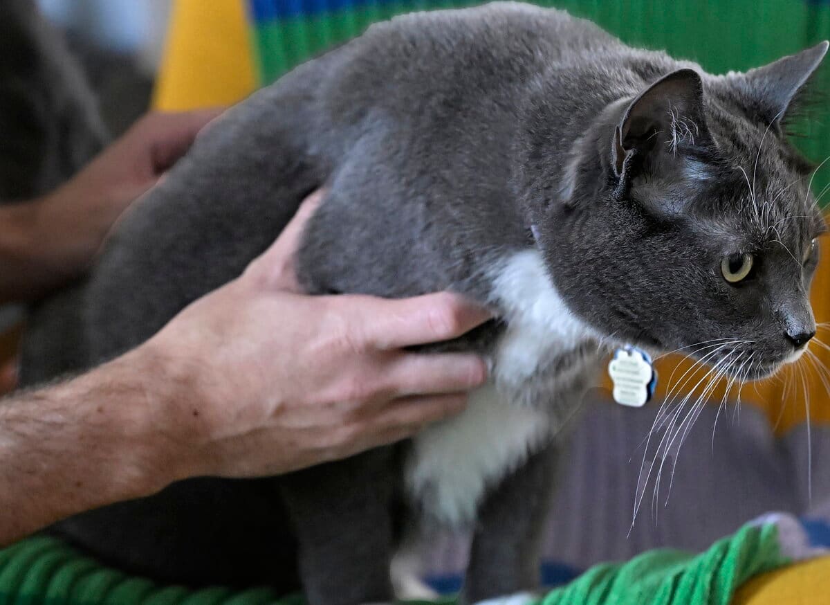 Enregistrement des chats &agrave; Qu&eacute;bec: &laquo;C&rsquo;est vraiment n&rsquo;importe quoi&raquo;, estime un citoyen