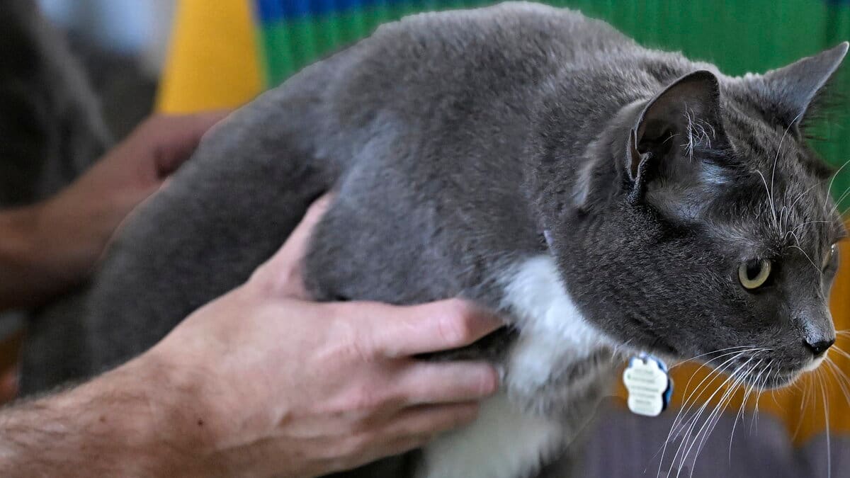 Enregistrement des chats à Québec: «C’est vraiment n’importe quoi», estime un citoyen