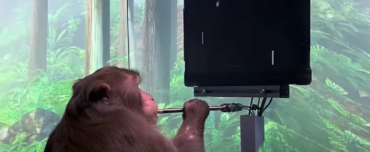 Sem mãos!  O macaco joga videogame implantando um cérebro Sem mãos!  O macaco joga videogame implantando um cérebro